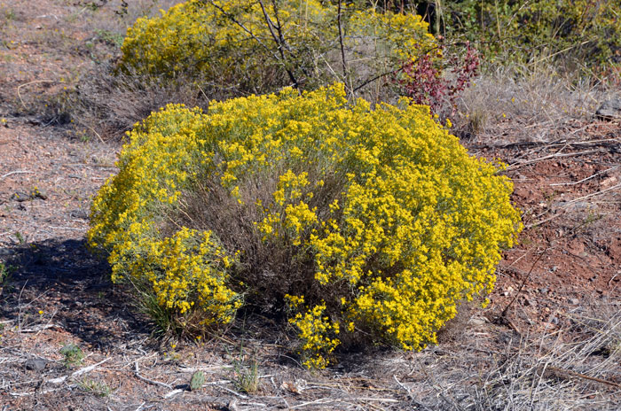 Broom Snakeweed is known by a variety of local names such as Broomsnakeweed, Broomweed, Kindlingweed, Matchbrush, Matchweed, Perennial Snakeweed, Snakeweed, Stinkweed, Texas Snakeweed, Turpentine Weed, Yellow Top. Gutierrezia sarothrae